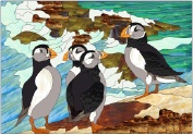 Puffins