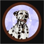 Dalmatian