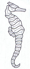 Seahorse
